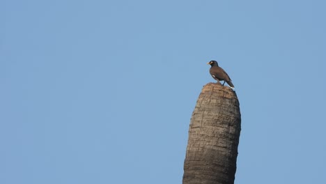 myna in tree - relaxing