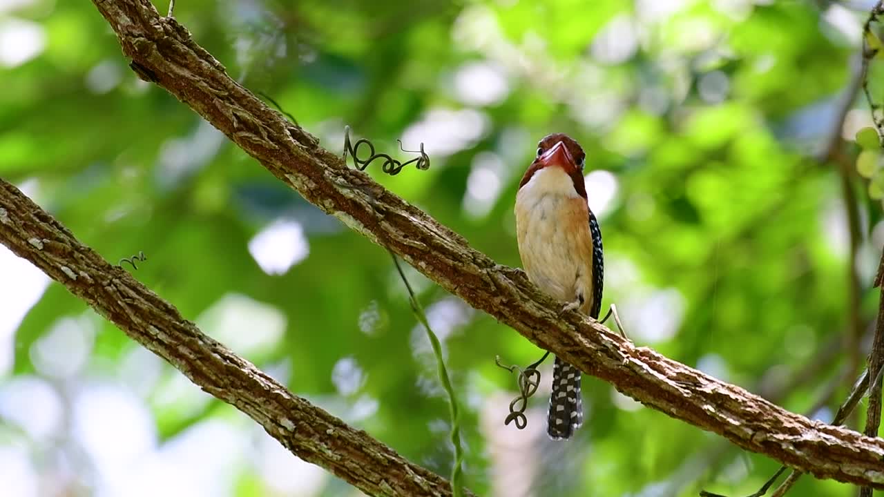un martín pescador de árboles y una de las aves más hermosas que se encuentran en tailandia dentro de las selvas tropicales