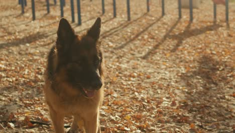 german shepherd in autumn park