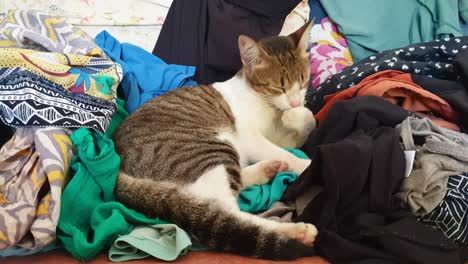 cute tabby cat licking, cleaning and grooming herself sitting amongst a large pile of colourful, patterned clean clothes, laundry pile