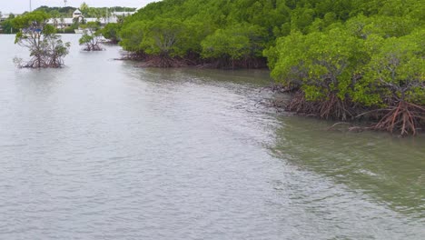 a tranquil view of mangroves lining a waterway in port douglas, captured with smooth camera movement and natural lighting