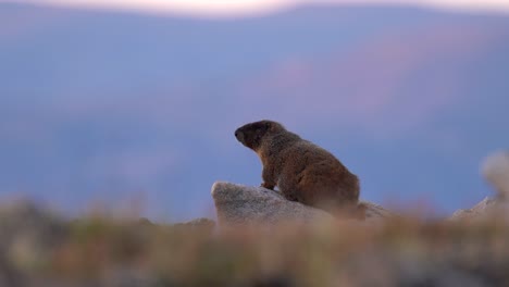 Marmot-observing-its-surrounding-in-the-highlands-of-the-Rocky-Mountain-National-Park