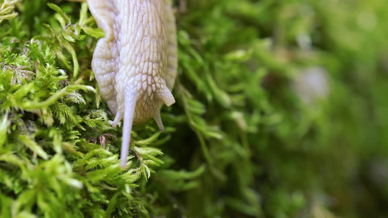 헬릭스 포마티아 (helix pomatia) 또한 로마 달 ⁇ 이, 부르고뉴 달 ⁇ 이