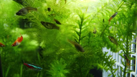 Tight-handheld-slow-motion-shot,-of-an-aquarium-with-plants-like-Ceratophyllum,-Elodea-Canadensis,-in-the-background-and-swimming-Poecilia-reticulata-fish-in-the-foreground