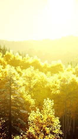 golden forest in sunset