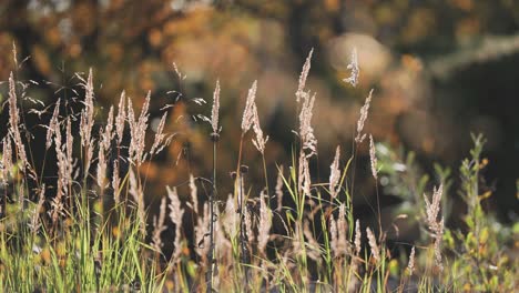 Dünne-Ähren-Aus-Verdorrtem-Gras-Auf-Der-Herbstwiese