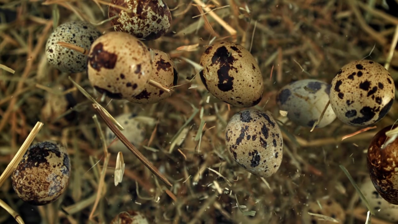 Close-up of Speckled Quail Eggs and Hay Floating in Slow Motion