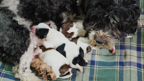 perro con cachorros recien nacidos 03