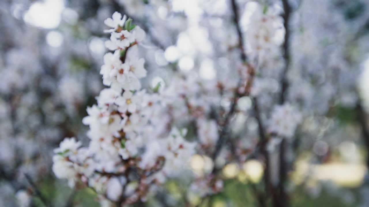 Cherry blossom tree in springtime at a park in Korea