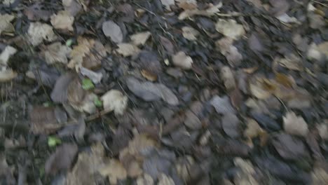 texture of a ground forest full of leave just falling during the november automn in a countryside forest in france