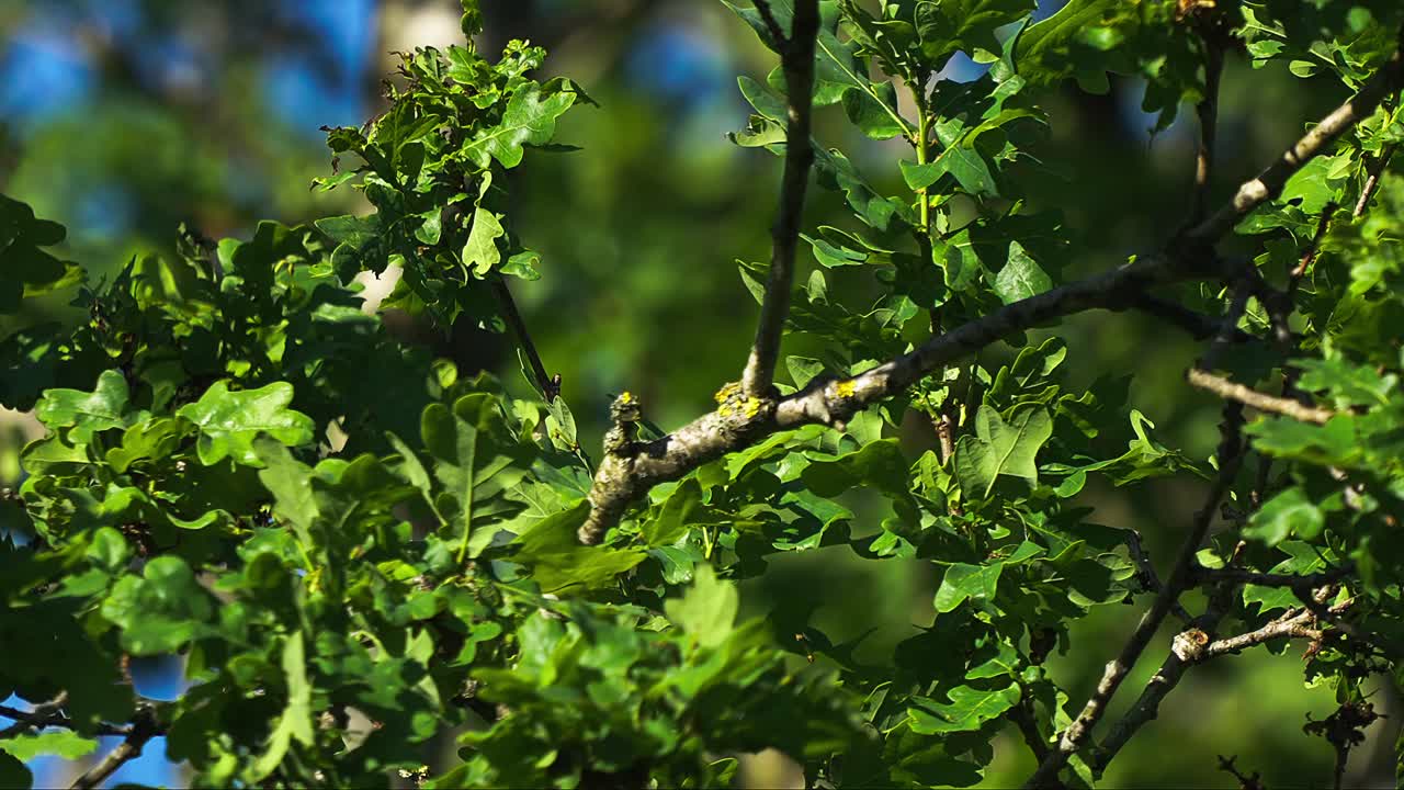 벌이나 말벌을 먹고 나무 가지 사이로 빠르게 날아다니는 얼룩무늬 파리잡이, 야생 숲의 새, 곤충에 대한 슬로우 모션 포식 새