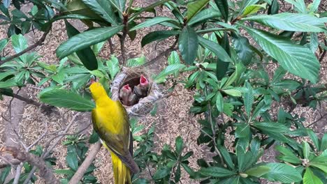 Golden-Oriole-Female-Bird-Feeding-in-Nest