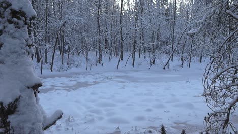 ascending perspective from frozen pond fluffy snow on top within a snowbound forest. beautiful scenic snowy foliage and snow covered branches, bright glow behind the trees. snow blanketing the ground