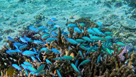 藍綠色魚在熱帶珊瑚礁上 潛在海底