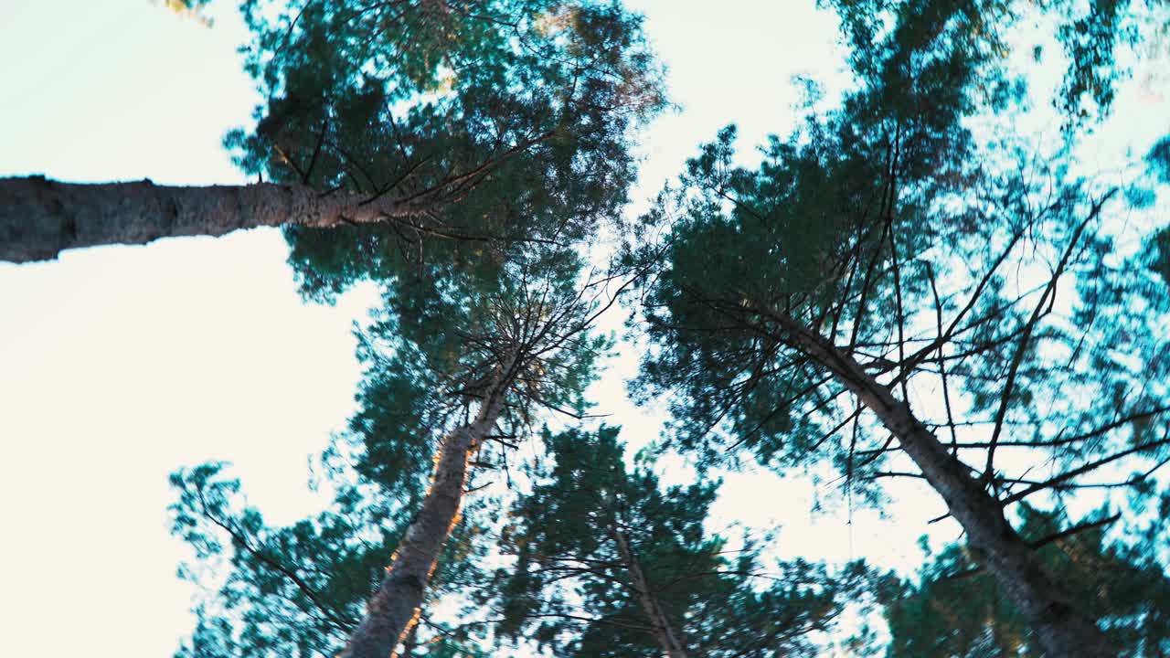 деревья вращаются над головой. pov. человек вращается, танцует. головокружение