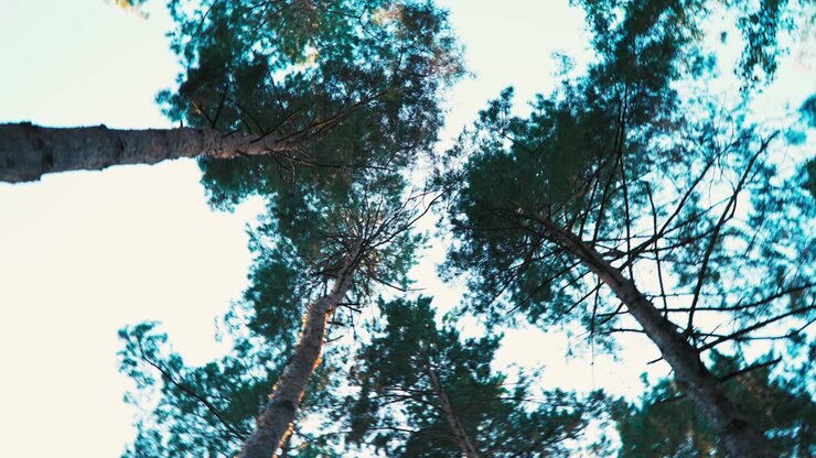 Alberi che girano sopra la testa. POV. La persona sta girando, ballando. Vertigini.
