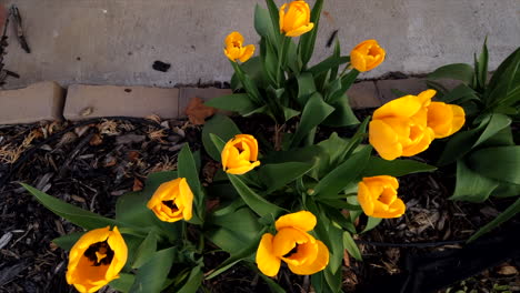 A-time-lapse-of-a-group-of-tulips-closing-up-as-it-grows-closer-to-night