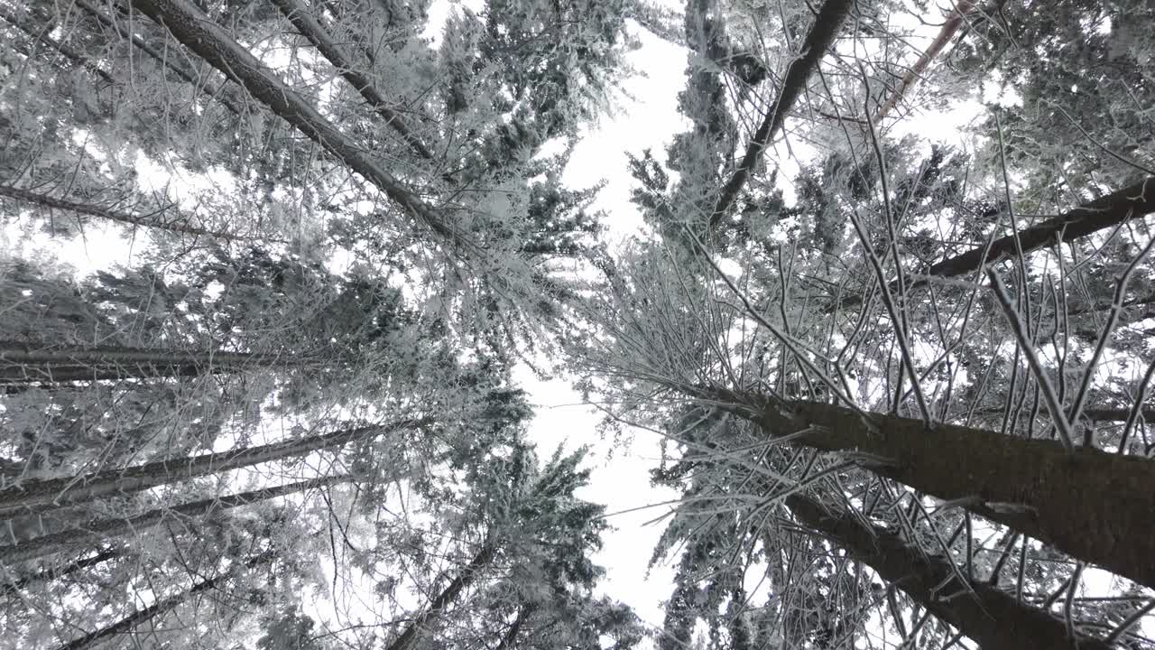 Looking up at snow-covered conifer treetops in winter forest. Frosty beauty captured during a peaceful walk through woodland