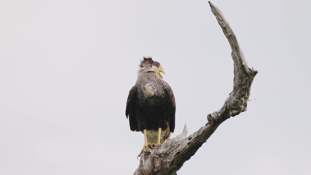 caracara de cresta salvaje en solitario, caracara plancus posado en un enganche, girando la cabeza tratando de atrapar insectos voladores con su pico, tiro de cerca en pantanal brasil