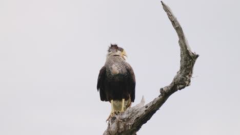 solo wild crested caracara, caracara plancus perching on a snag, turning its head around trying to catch flying insects with its beak, close up shot at pantanal brazil