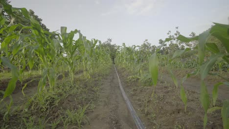 cultivo de maíz maíz que crece en el campo agrícola