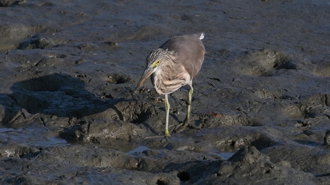 una de las garzas de estanque encontradas en tailandia que muestran diferentes plumajes según la temporada