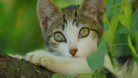 Streunendes-Kätzchen-Auf-Einem-Ast.-Eine-Streunende-Katze-Ist-Eine-Besitzlose-Hauskatze,-Die-Im-Freien-Lebt-Und-Den-Kontakt-Mit-Menschen-Vermeidet:-Sie-Lässt-Sich-Nicht-Anfassen-Oder-Berühren-Und-Bleibt-Vor-Menschen-Verborgen.