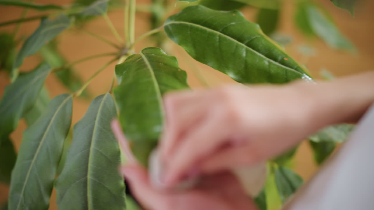 Hands cleaning green houseplant leaf indoors with tissue, carefully wiping dust from foliage, maintaining healthy plant environment, practicing home gardening care, promoting growth, wellness, mindfulness