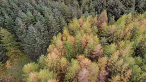 A-forest-in-the-mountains-in-Ireland-during-an-overcast-day