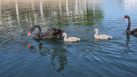 swans of different colors gracefully swimming in a lake