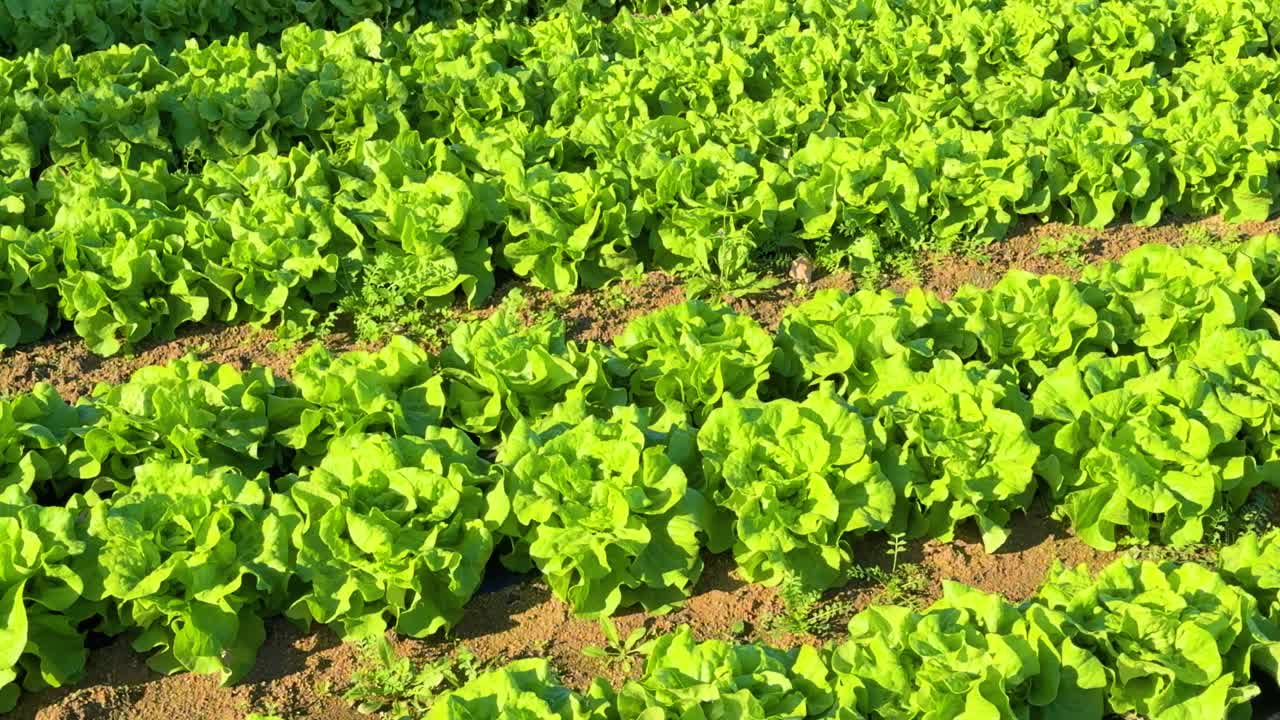 primer plano de la plantación de lechuga en filas diagonales, cultivo orgánico de gimbal en el campo