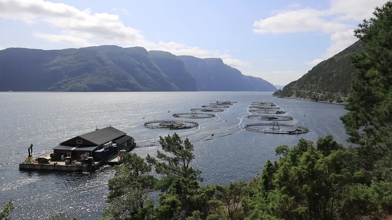 노르웨이의 연어 농장  ⁇ 시