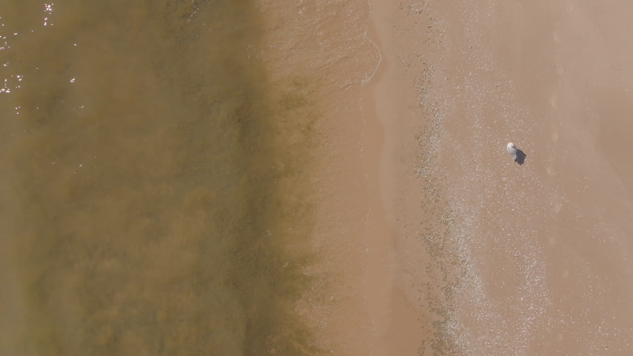 Drone overhead aerial of gentle waves washing onto a sandy beach as a pigeon walks near the shoreline in soft light on a peaceful, quiet coastal day
