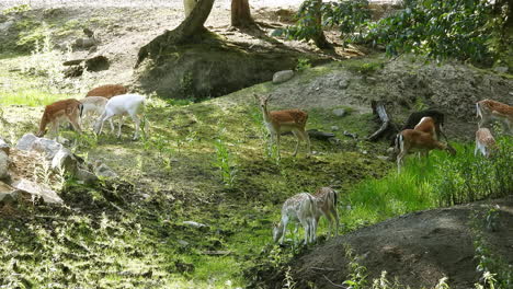 some deer are eating grass in a forest of québec, canada