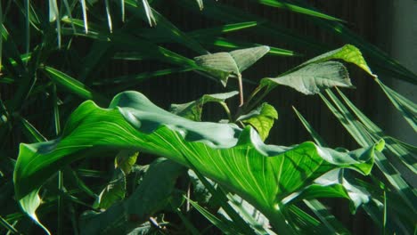 large green leaf in lush tropical foliage