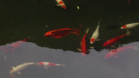 bright orange koi fish in a pond in the mountainous region of ninh ninh in northern vietnam