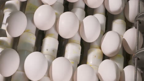 fresh eggs moving along a conveyer belt at a poultry farm