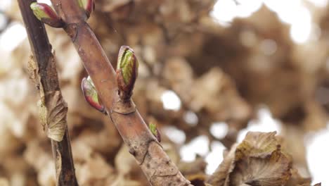 New-growth-on-the-Hydrangea-growing-in-a-garden-during-the-start-of-the-spring-season-in-Oakham-town-of-Rutland-county-in-England-in-the-UK