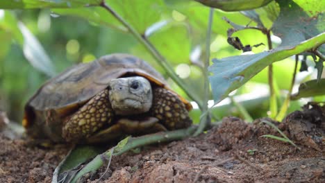 Turtle-is-standing-on-a-ground-surface-surrounded-by-greenery-and-vegetation-during-sunshine-day-and-clear-weather