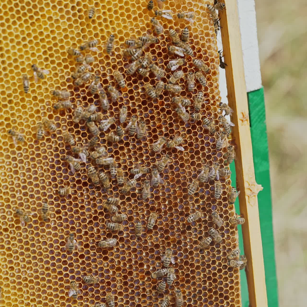 Working bees on honeycomb. Frames of a bee hive. Apiculture