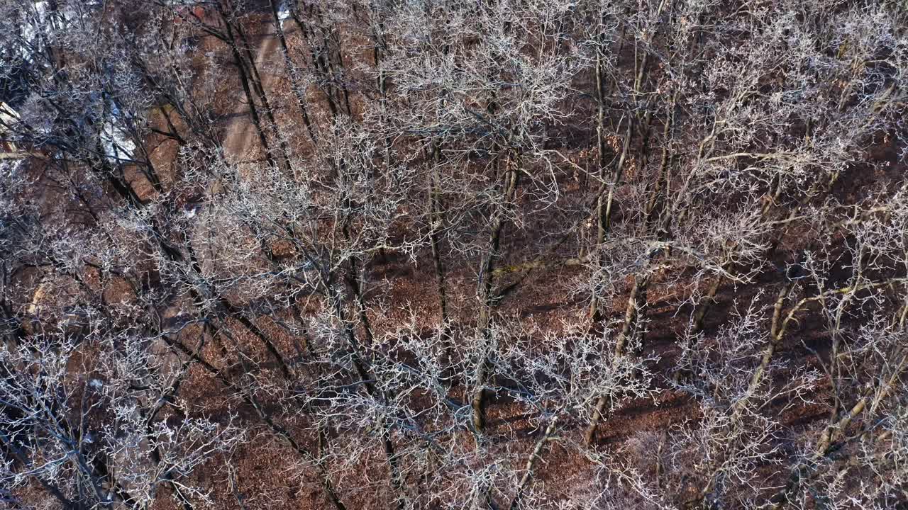 Aerial view of winter forest. Aerial view of the winter forest from above