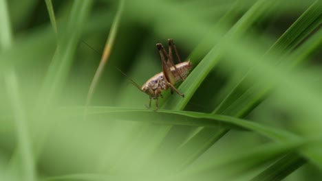 close up shot of wild grasshopper sitting on green plants in forest during daytime