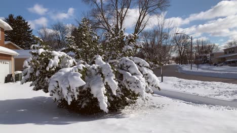 Large-bush-overtaken-by-heavy-snow-in-a-sunny-day-with-a-bright-blue-sky,-no-person