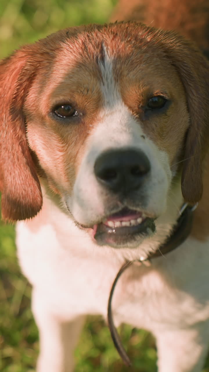 close up de perro con correa roja en un campo cubierto de hierba mirando a su alrededor con expresión reflexiva, la luz del sol ilumina su pelaje, creando una atmósfera cálida y amistosa. el perro parece curioso y tranquilo
