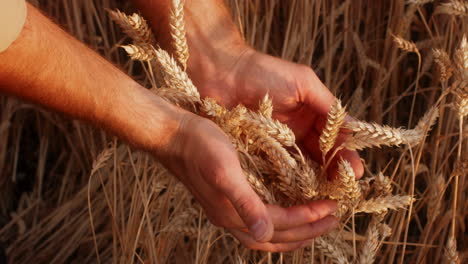 farmer inspecting wheat crop