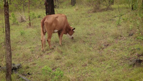 el ganado comiendo hierba en el bosque australiano bajo una lluvia suave con luz suave