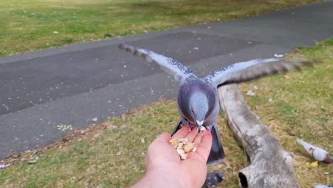 a pigeon gracefully flies up onto a mans hand to feed on peanuts whilst other pigeons try and intrude but get pushed away by other pigeons