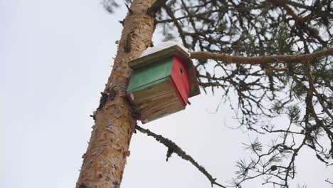 shot of birdnest on the pinewood in winter