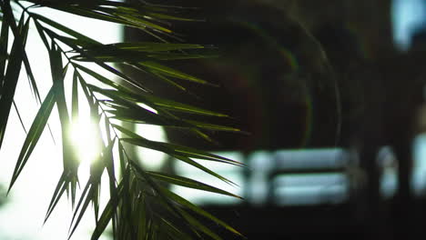 palm tree sunrise. slow motion palm tree.1