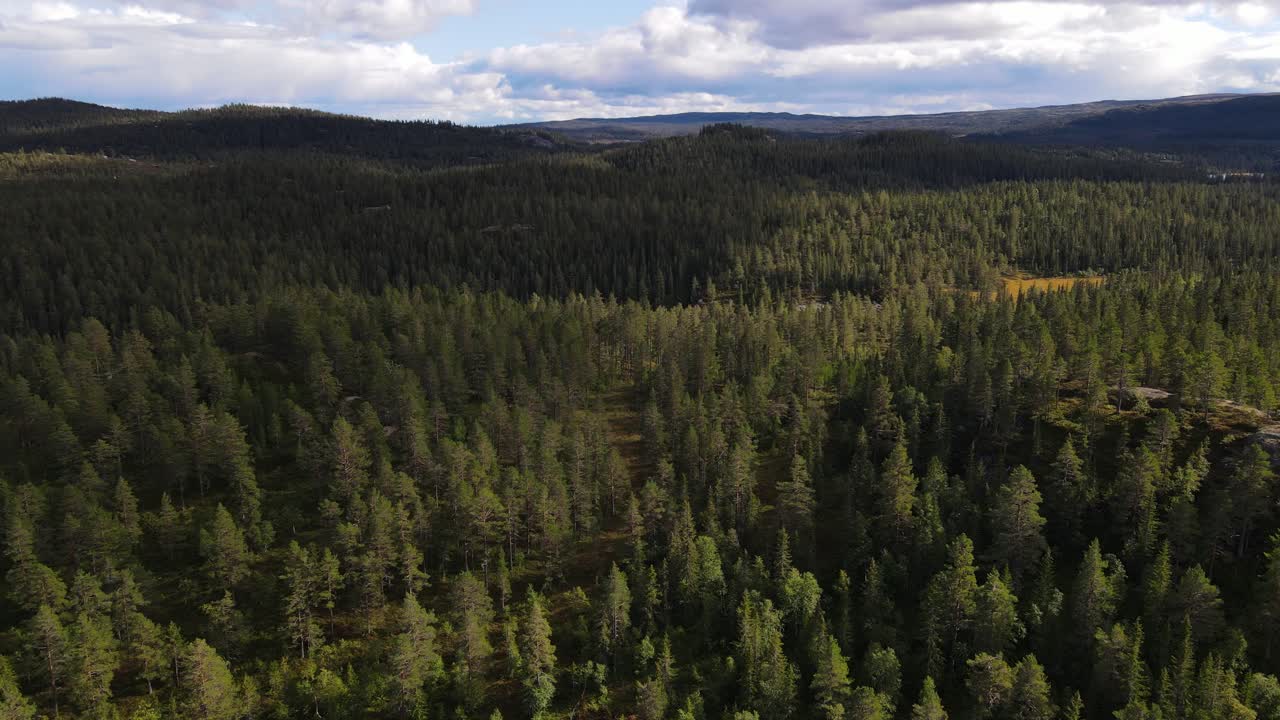 Volando sopra una foresta in estate